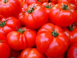 LAPILLI pomodori