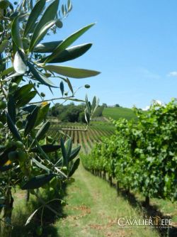 LAPILLI Tenuta Cavalier Pepe