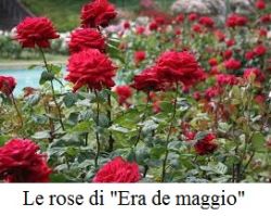 Rose 250