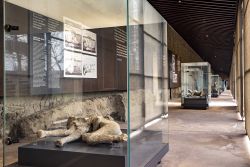 Percorso espositivo permanente calchi Pompei 4 250